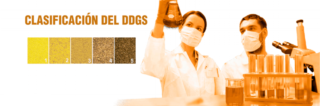 foto-2-ddgs-acv foto-2-ddgs-acv